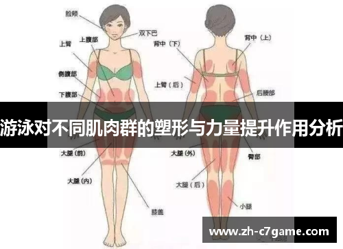 游泳对不同肌肉群的塑形与力量提升作用分析 游泳对不同肌肉群的塑形与力量提升作用分析